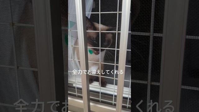 お帰りなさいと挨拶してくれるシャムミックス　#cat #シャムミックス #シャム猫