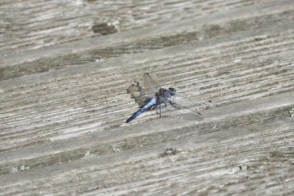 Das Bild zeigt eine Libelle mit durchsichtigen Flügeln und einem blau-grauen Körper, die auf einem verwitterten, grauen Holzboden sitzt.  Der Holzboden besteht aus horizontal verlaufenden Brettern mit sichtbaren Maserungen und Spuren von Alterung und Verwitterung.