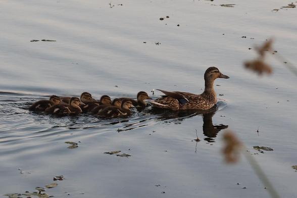 Duck and Ducklings at Cheadel Lake, Lebanon, OR.