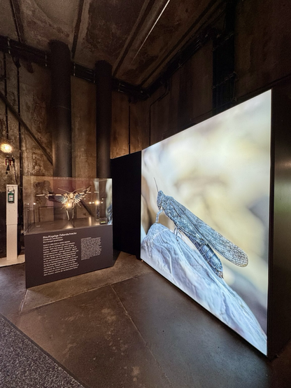 ausstellung mit riesigen insektenfotos in stillgelegter zeche in bochum