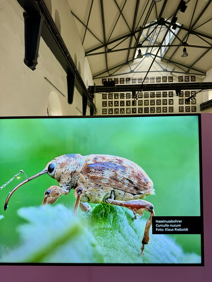 ausstellung mit riesigen insektenfotos in stillgelegter zeche in bochum