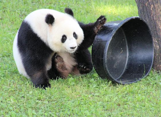 Giant panda Qing Bao is sitting on the ground holding a round black tub on its side with her left paw.