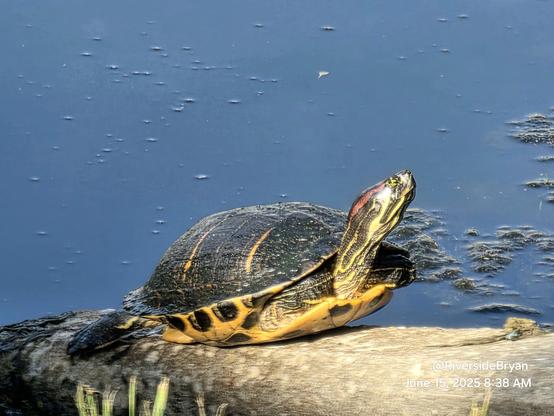 Large, colorful pond slider turtle rests in the sunshine on a concrete drainage fixture next to a pond.