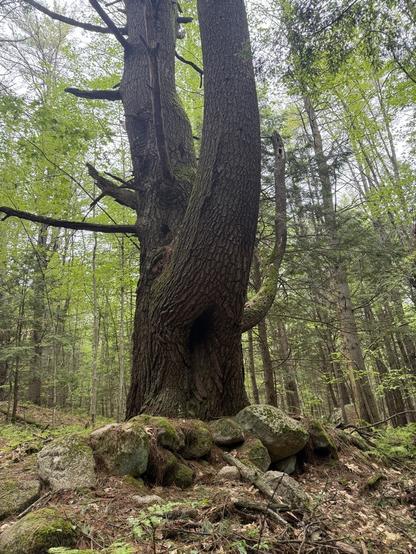 A large pine trunk seeming to grow out of edge of rock wall in the middle of the woods. It has two main trunks, one mostly going straight up, the other is curved towards the camera and if you look at it might be mistaken for an elephant trunk being lofted into the air. There’s a hole in the other trunk that looks like an elephant eye to complete the illusion.