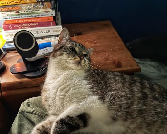 Cat chilling, stack of books in background