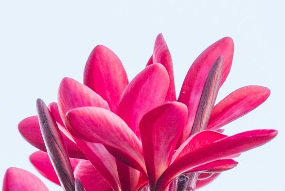 A high-key closeup of bright pink tropical flowers.