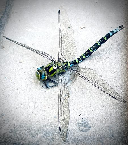 Foto einer Libelle mit intensivem Farbmuster aus schwarz grün und blau.