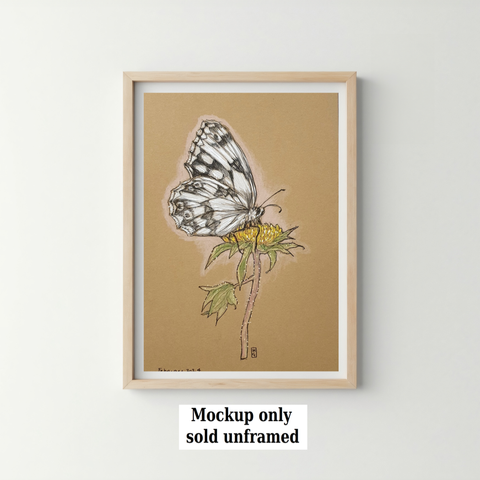 A drawing of a Marbled White Butterfly with white and black markings sitting on a yellow flower bud. This species is generally only found in the countryside, rarely in gardens.
An original art work
Colour pencil and mixed media on acid free toned artist paper
5 by 7 inches (12.7 by 17.8 cm). This is a standard photo size in the UK and USA and should be easy to DIY frame.
Sold unframed
