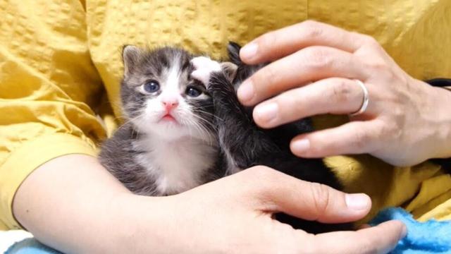 子猫の頭をペチペチする子猫を止めるママ【赤ちゃん猫　保護猫】