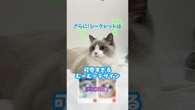 今月末まで！しろあんブロマイド現在好評販売中！　#ノルウェージャンフォレストキャット #ノルウェージャン #北欧猫 #猫 #cat #ねこ