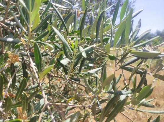 Foto similar de la fructificación o cuaje de la aceituna, detrás se percibe un terreno amarillento y más olivos.