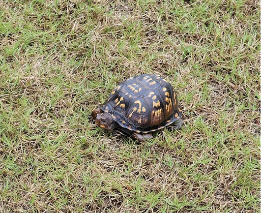 An Eastern (US) Box Turtle on grass.