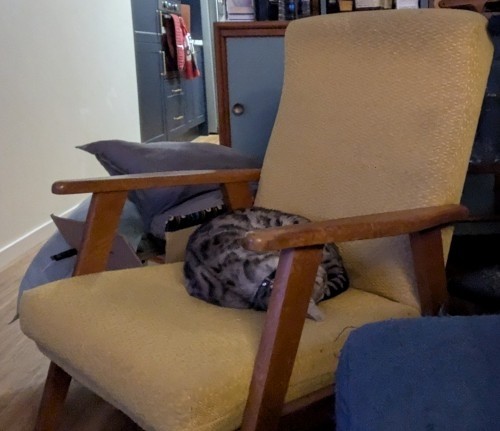 Pi, a silver spotted Bengal cat curled up on a faded yellow/mustard MCM armchair.