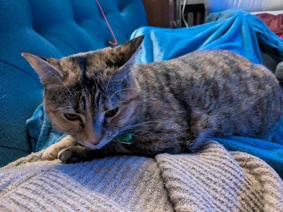 Missy Mouse, a dilute torbie, purring in long form on the beige cardigan and blue blanket wrapped torso of an unseen person.