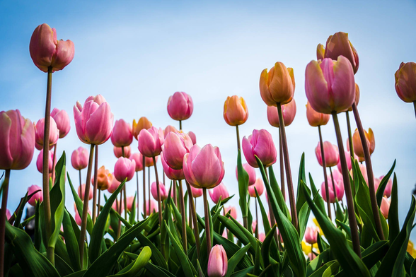 photo of tulips