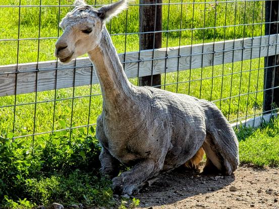 A silver/gray alpaca next to a -panel fence. A moment ago, he'd been kushed next to the fence; now he's bearing his weight on his knees and on his wrists as he's starting to stand up.