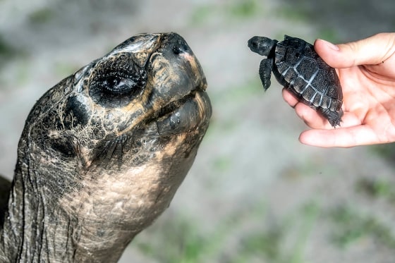A human hand holds a baby tortoise in front of an older tortoise.