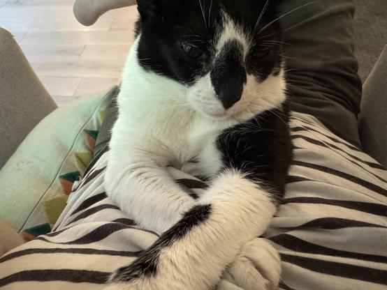 A black and white cat sitting on someone’s chest, with its forelegs crossed over each other