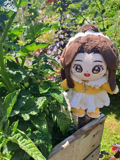 lianlian with a tomato plant with tiny tomatoes growing on it