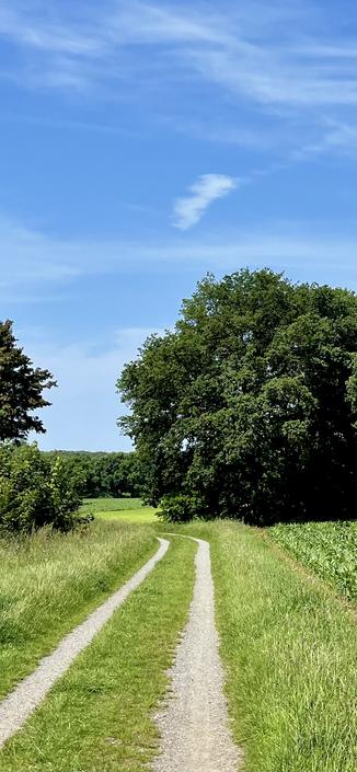 The image shows a peaceful rural scene with a narrow gravel path winding through green fields. Tall grass grows on either side of the path, and large leafy trees border the area. Above, the sky is a vibrant blue with a few wispy clouds. The atmosphere is calm and summery.