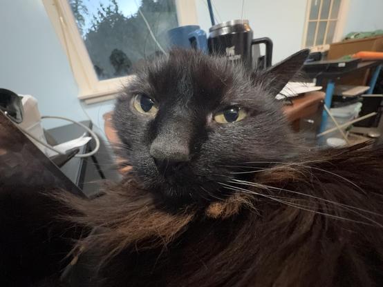 A close-up of a black cat with long fur, featuring striking yellow eyes and a calm expression. The background includes a window and some household items.