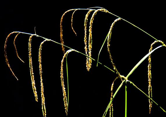 On a black background, from the right of the photo to the top left, two long, yellow, grass blades come. The top of both grass blades is bent and the long inflorescences on the stems also hang down. They look sad.