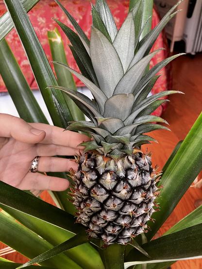 My light-skinned hand reaches out to touch the side of a pineapple growing from the center of a pineapple plant. The body of the fruit is still dark purplish green. It will turn green and then yellow as it ripens. The long, narrow green leaves of the plant radiate out from beneath the fruit.