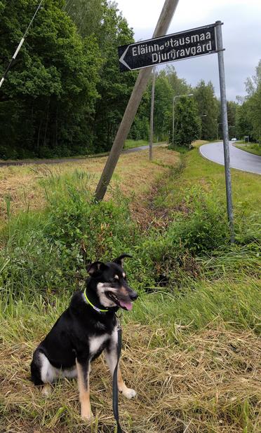 Koira istuu kyltin edessä. Kyltti osoittaa vasemmalle, ja siinä lukee Eläinten hautausmaa Djurgravgård