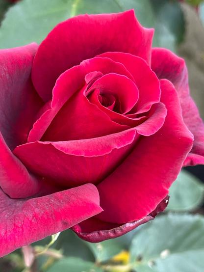 close up of a classic deep red velvety rose flower