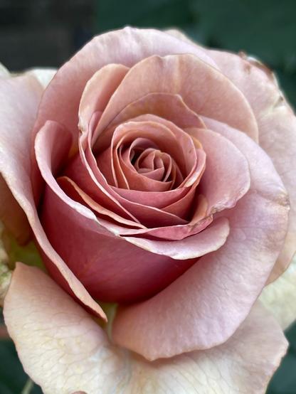 close up of a pale pink/beige rose flower