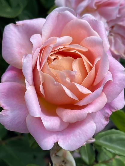 close up of a pale pink with peach centre rose flower
