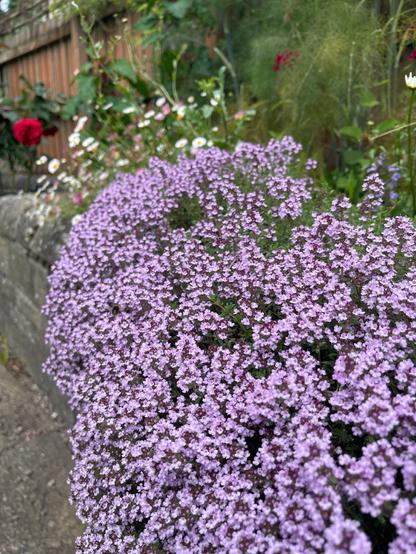 a thyme plant in full flower, lots of tiny pale pink/purple flowers.
