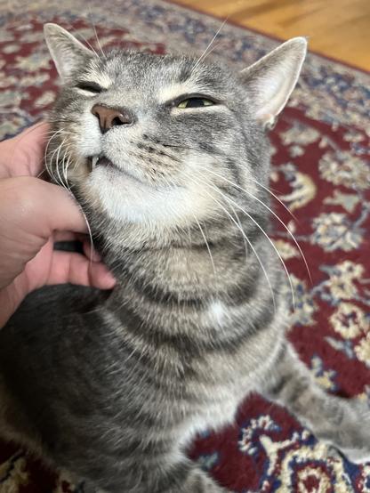 Black and gray tabby cat getting his chin scratched, with his eyes half closed and his mouth a little open (and revealing a tooth).