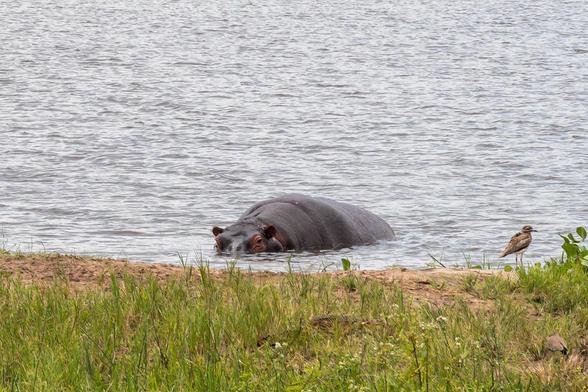 A hippopotamus partially submerged in water, with its head and eyes visible. In the foreground, a small bird stands on the grass by the water's edge. The surrounding area features a mix of grass and sandy terrain.