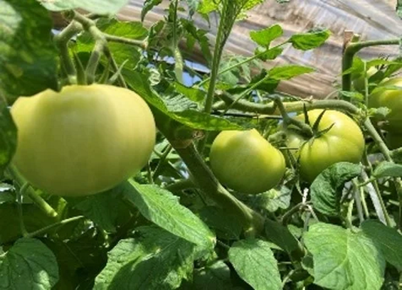 Year-long tomato cultivation in Hokkaido, Japan made possible with geothermal heat