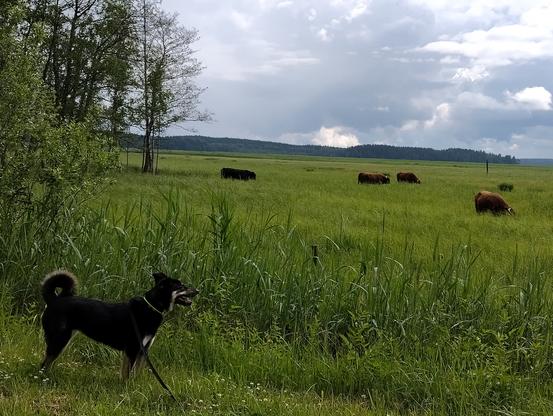 Koira seisoo pellon reunalla, pellolla laiduntaa useita ylämaankarjalaisia.
