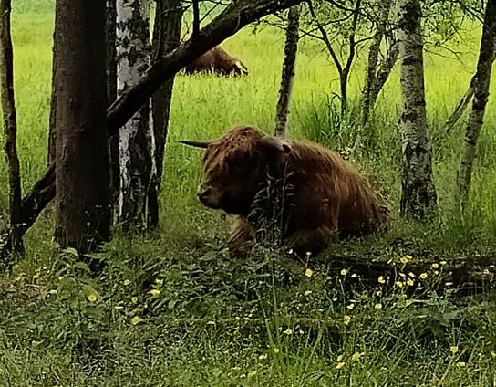 Ruskea ylämaankarjakainen makoilee puiden siimeksessä pää pystyssä