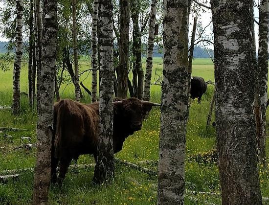 Koivujen välissä seisova ylämaankarjalainen on kääntynyt katsomaan kameraan. Taustalla näkyy toinenkin moinen.