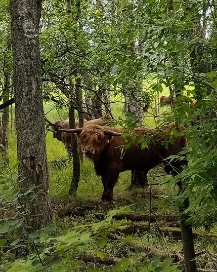 Ruskea yämaankarjalainen seisoo puiden katveessa kameraan katsoen. Taustalla seisoo muutama muukin moinen.