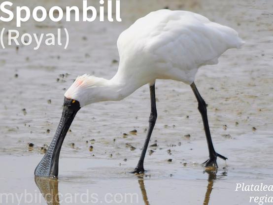 🌏 Royal spoonbill (Platalea regia) 

The royal spoonbill, also known as the black-billed spoonbill, is a large, pure white wader with striking black legs, feet, and a distinctive black, spatulate (spoon-shaped) bill. During breeding season, they develop long white head plumes and patches of yellow and red on their face.

They are widely distributed across eastern and northern mainland Australia, New Zealand, Papua New Guinea, and parts of Indonesia. They inhabit shallow freshwater and saltwater wetlands, estuaries, and mudflats.

Royal spoonbills are known for their unique feeding behavior: they wade through shallow water, sweeping their partly-opened bill from side to side to detect and capture small fish, crustaceans, and insects through vibrations. They often feed in groups and are sensitive to disturbance, especially during nesting.

Conservation status: Least Concern (IUCN 3.1)

📷: Photo by Manubird via Pixabay 
https://pixabay.com/photos/bird-spoonbill-lake-coast-shore-5785742/

MAKK