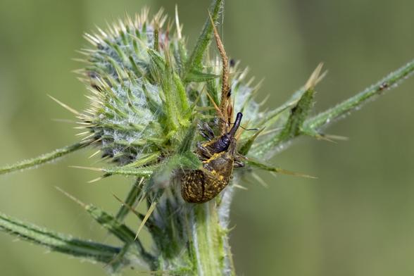 Photo of two beetles with elongated snouts, mating on some sort of thistle flower.