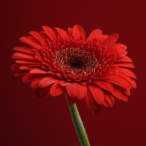 Red gerbera flower on a red background