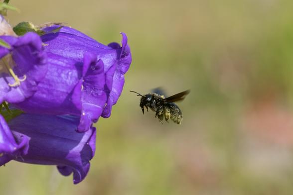 Photo of a large black bee, partly covered in yellow pollen, approaching a group of bell-shaped violet flowers in flight.