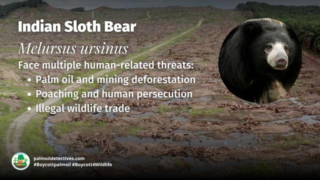 Sloth #bears 🐻 are nurturing parents 💗😘. Living throughout #India they’re now #vulnerable from #poaching and #palmoil #deforestation 🌴⛔🙈 Help them survive each time you shop #Boycottpalmoil #Boycott4Wildlife @palmoildetect.bsky.social https://wp.me/pcFhgU-7PU?utm_source=mastodon&utm_medium=Palm+Oil+Detectives&utm_campaign=publer