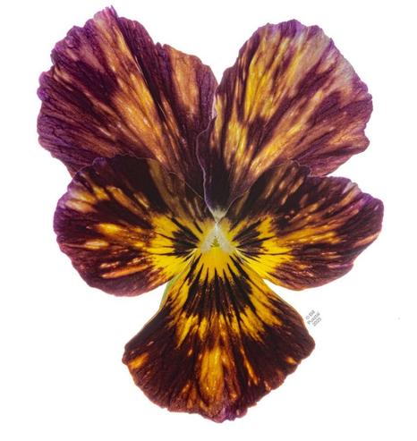 On a white BG a single viola flower. The petals are blotched and washed purple and yellow, reminiscent of watercolours, arranged in a radiating pattern, .