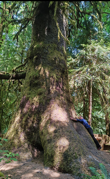 The lower stem of an enormous tree in dappled sunlight. Giant buttress roots protrude into the foreground. A man tries to hug the tree, but can only reach the root not the stem, so is it really even a hug?! The poetic might see a metaphor...