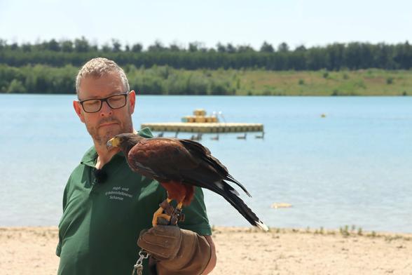 Zu sehen ist ein Falkner mit einem Wüstenbussard auf dem Arm am Strandbad Langener Waldsee. Im Hintergrund schwimmen Gänse vorbei.