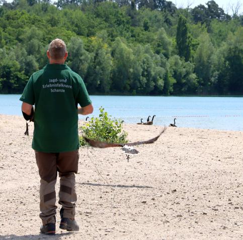 Zu sehen ist ein Falkner mit einem neben ihm fliegenden Wüstenbussard am Strandbad Langener Waldsee. Im Hintergrund schwimmen Gänse vorbei.