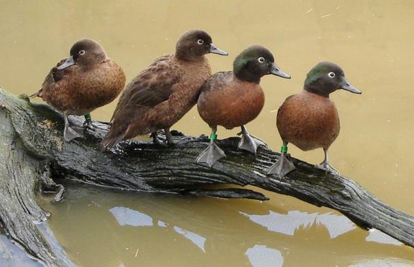 La Sarcelle de Campbell est une espèce de canard. Il est endémique des îles Campbell au sud de la Nouvelle-Zélande.
Quatre individus sont posés sur une branche au-dessus de l'eau. Cette dernière est légèrement opaque et de couleur terre. Leurs têtes sont gris anthracite et vert cuivré. Le pelage est d'un brun châtaigne.