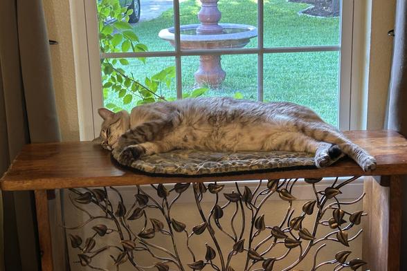 Rowan, Siamese and tabby stretched out on his side in front of a window looking out on a fountain. He is on a narrow, long table with metal woke trees and leaves beneath the top. Morning light .